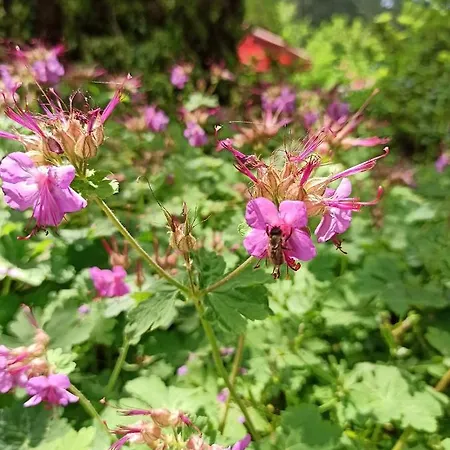 Hotel семеен хайдутите