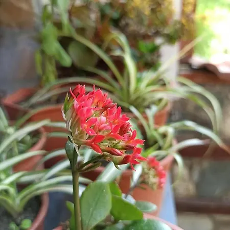 семеен хайдутите 호텔 산단스키