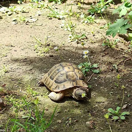 호텔 семеен хайдутите 산단스키