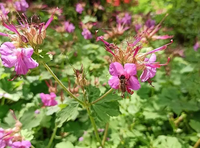 Ξενοδοχείο семеен хайдутите